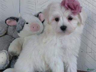 Mixed Breed dogs Terri - Ad 10