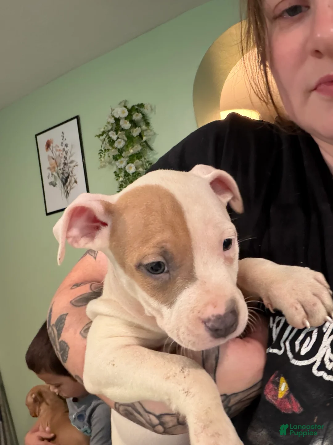American Bully dogs for sale: American Bully 8 - Ad 2