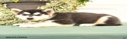 Alaskan Malamute dogs for sale: Charlie - Ad 3