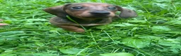 Miniature Dachshund dogs for sale: Hazel - Ad 6