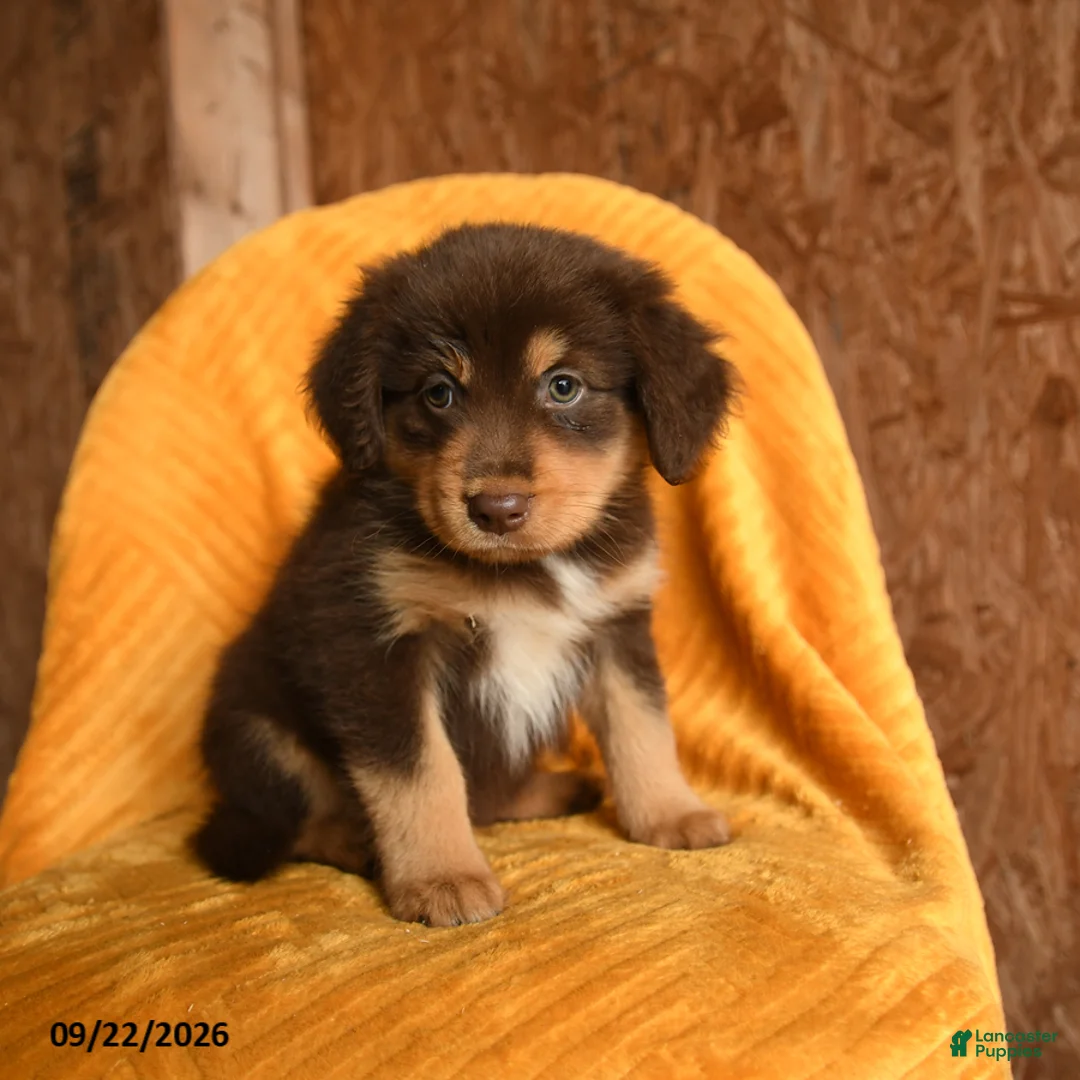 Mixed Breed dogs for sale: Sunny  - Ad 1