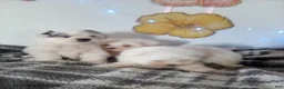 Pomapoo dogs for sale: Hermione - Ad 4