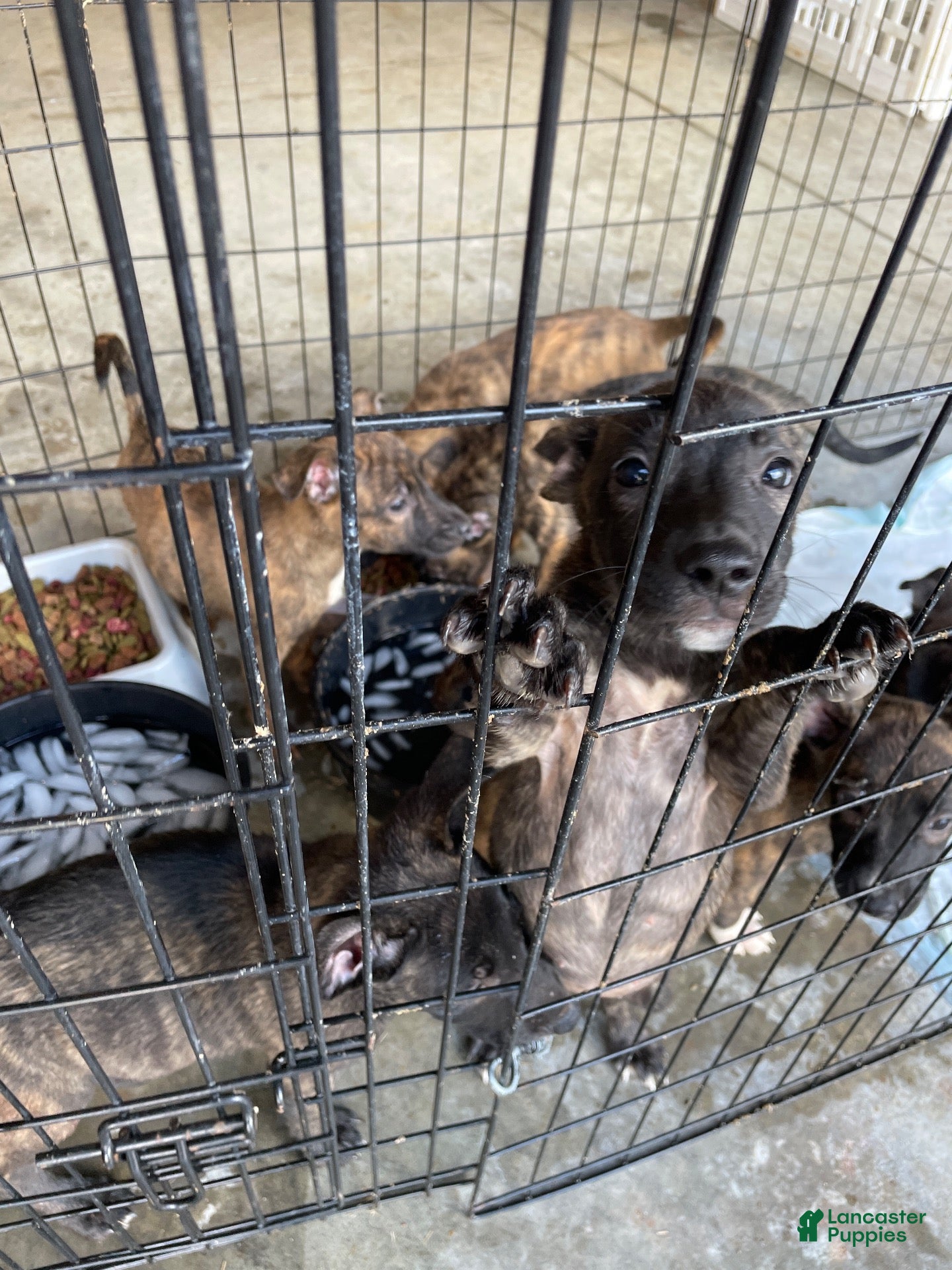 Mixed Breed dogs Mixed Breed 7 - Ad 33