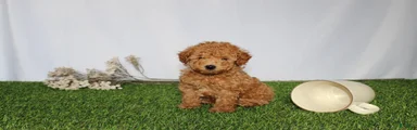 AKC Conner (tiny)