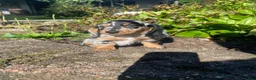 Miniature Dachshund dogs for sale: Buster - Ad 7