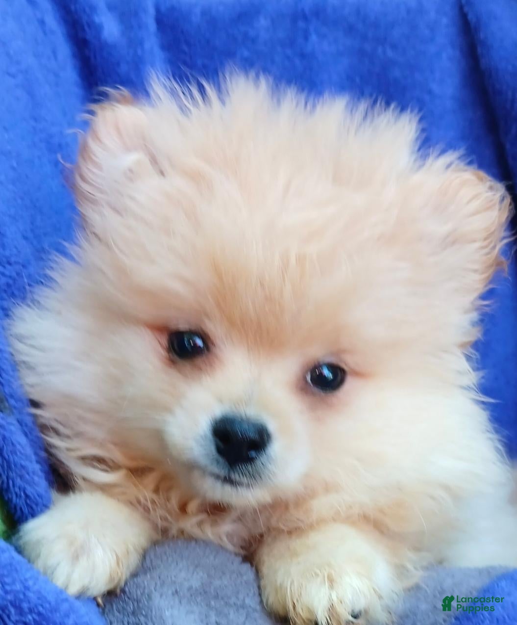 Pomeranian dogs Doodle - Ad 2