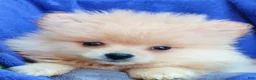 Pomeranian dogs for sale: Doodle - Ad 2