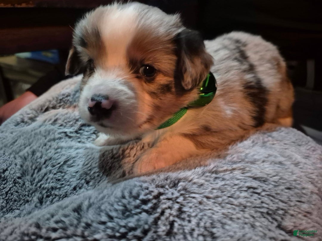 Toy Australian Shepherd dogs for sale: Toy Australian Shepherd Puppy 3 - Ad 4