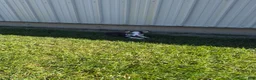 Welsh Corgi Pembroke dogs for sale: Sadie - Ad 2