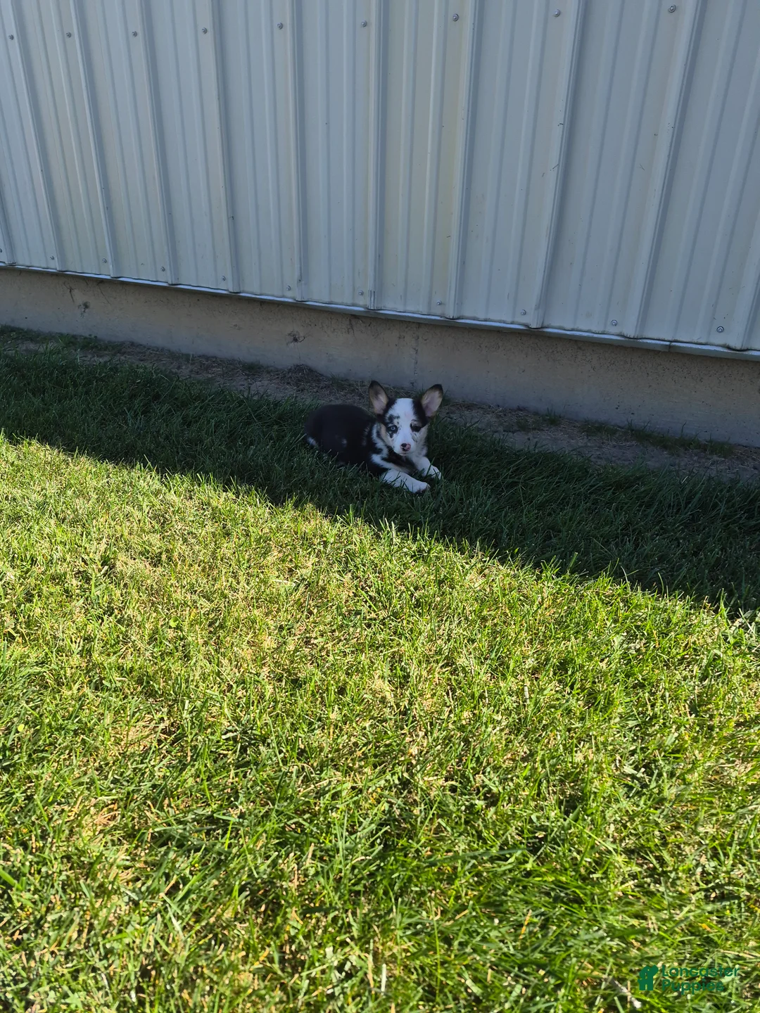 Welsh Corgi Pembroke dogs for sale: Sadie - Ad 2