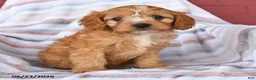 Cavapoo dogs for sale: Custard - Ad 4
