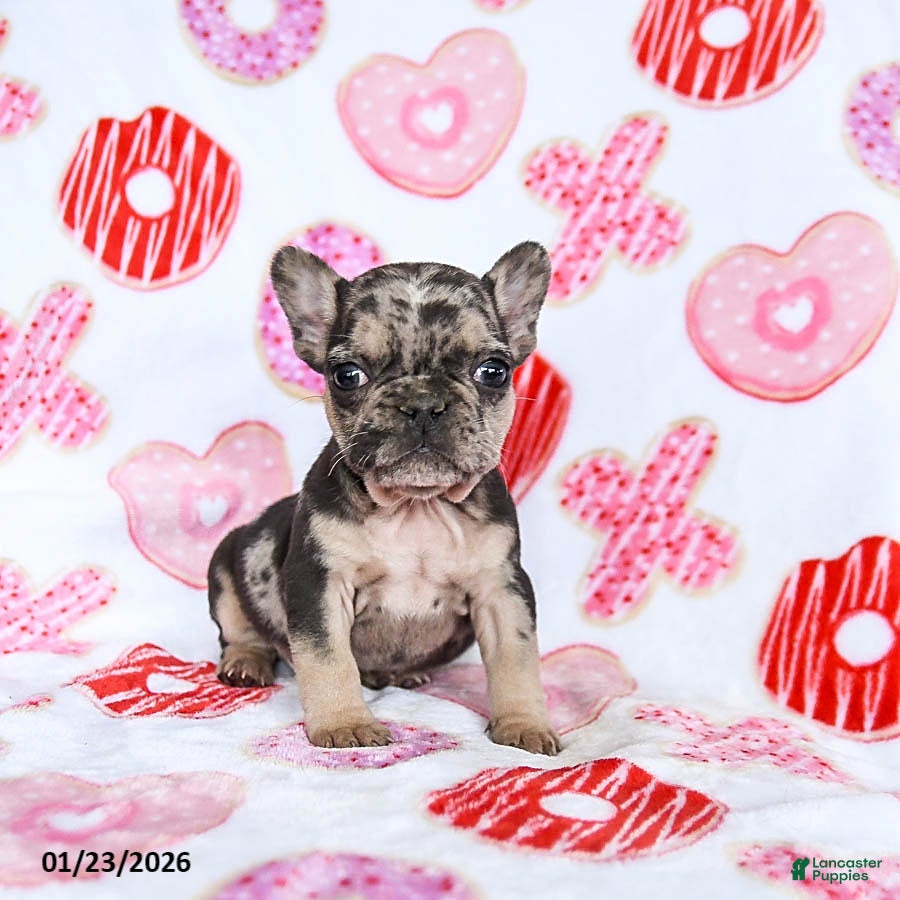 French Bulldog dogs Snoopy - Ad 28