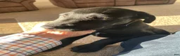 Labrador Retriever dogs for sale: Labrador Retriever 1 - Ad 4