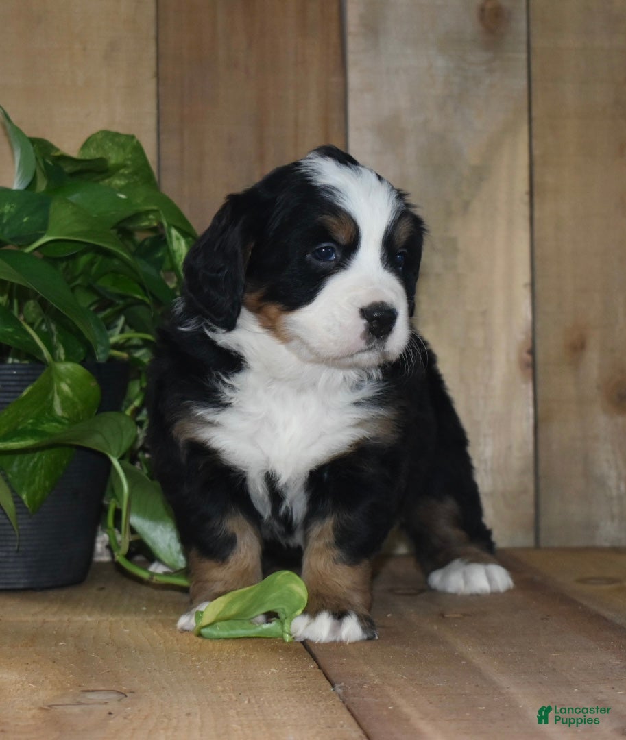 Bernese Mountain Dog dogs Nova - Ad 5