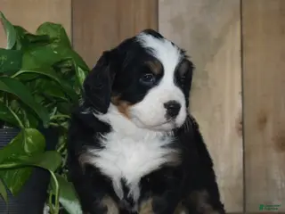 Bernese Mountain Dog dogs Nova - Ad 5