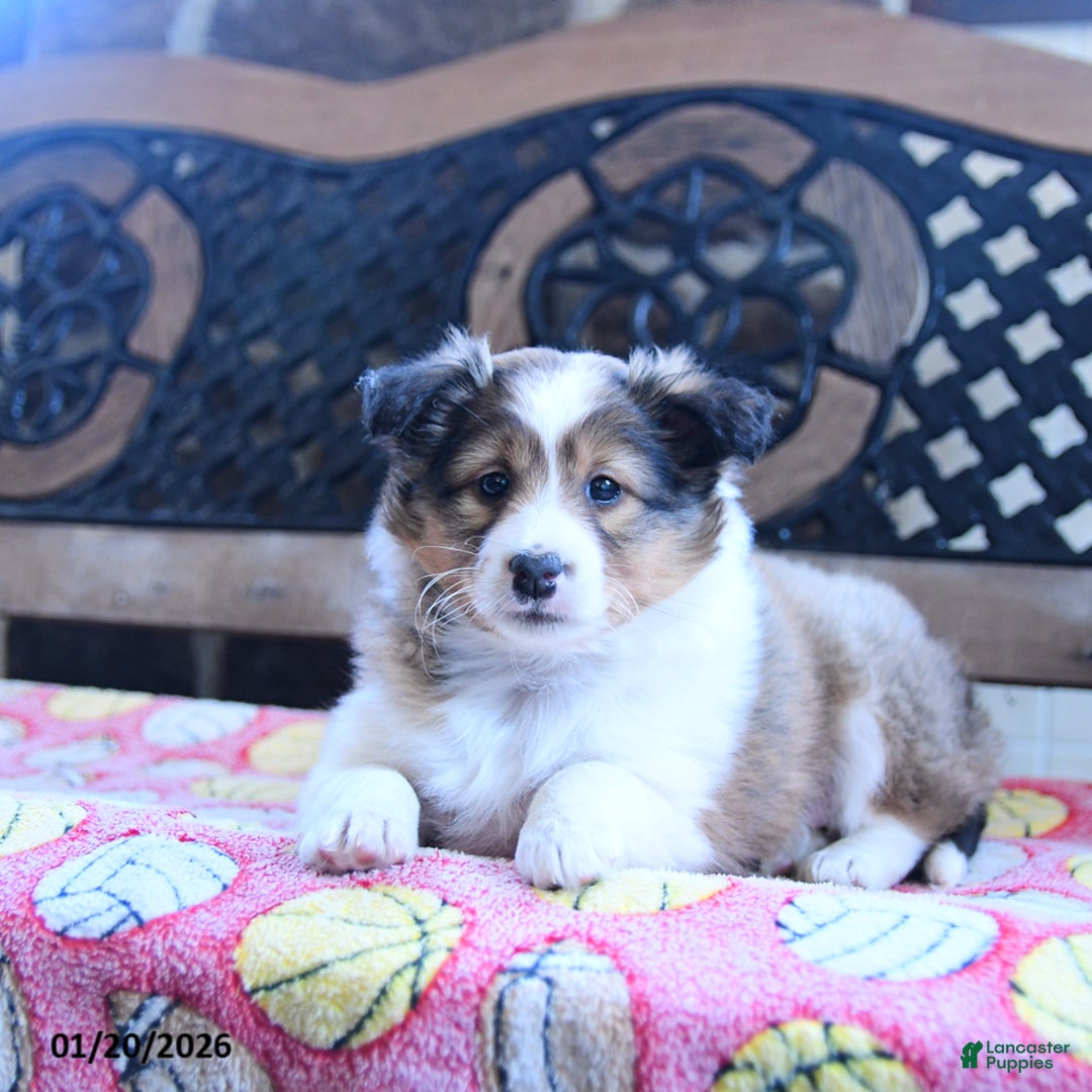 Shetland Sheepdog dogs for sale: Dixie - Ad 2