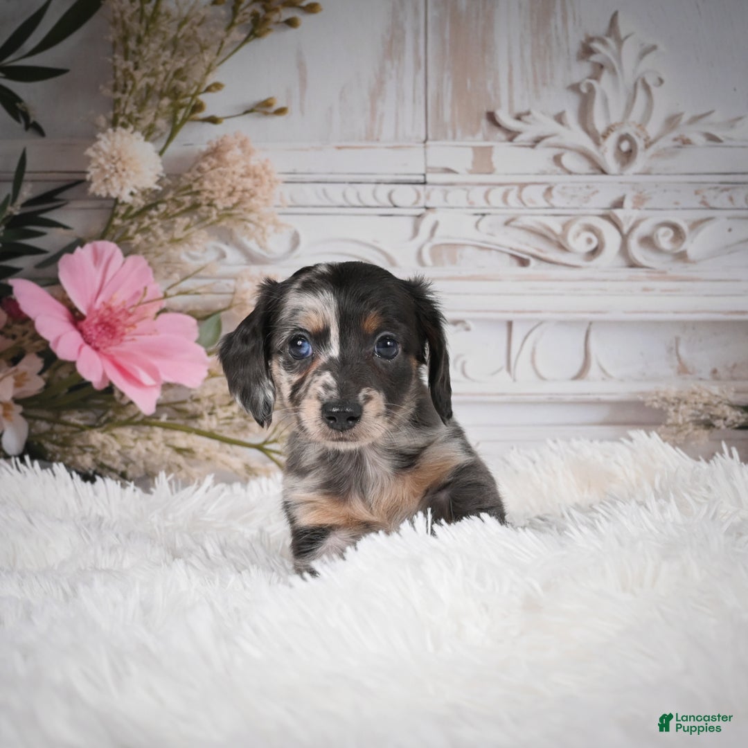 Miniature Dachshund dogs for sale: Precious-AKC - Ad 8