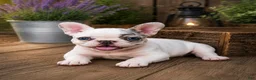 French Bulldog dogs for sale: Lovely - Ad 4