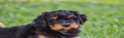 Mixed Breed dogs for sale: Samson - Mini Bernedoodle - Ad 7