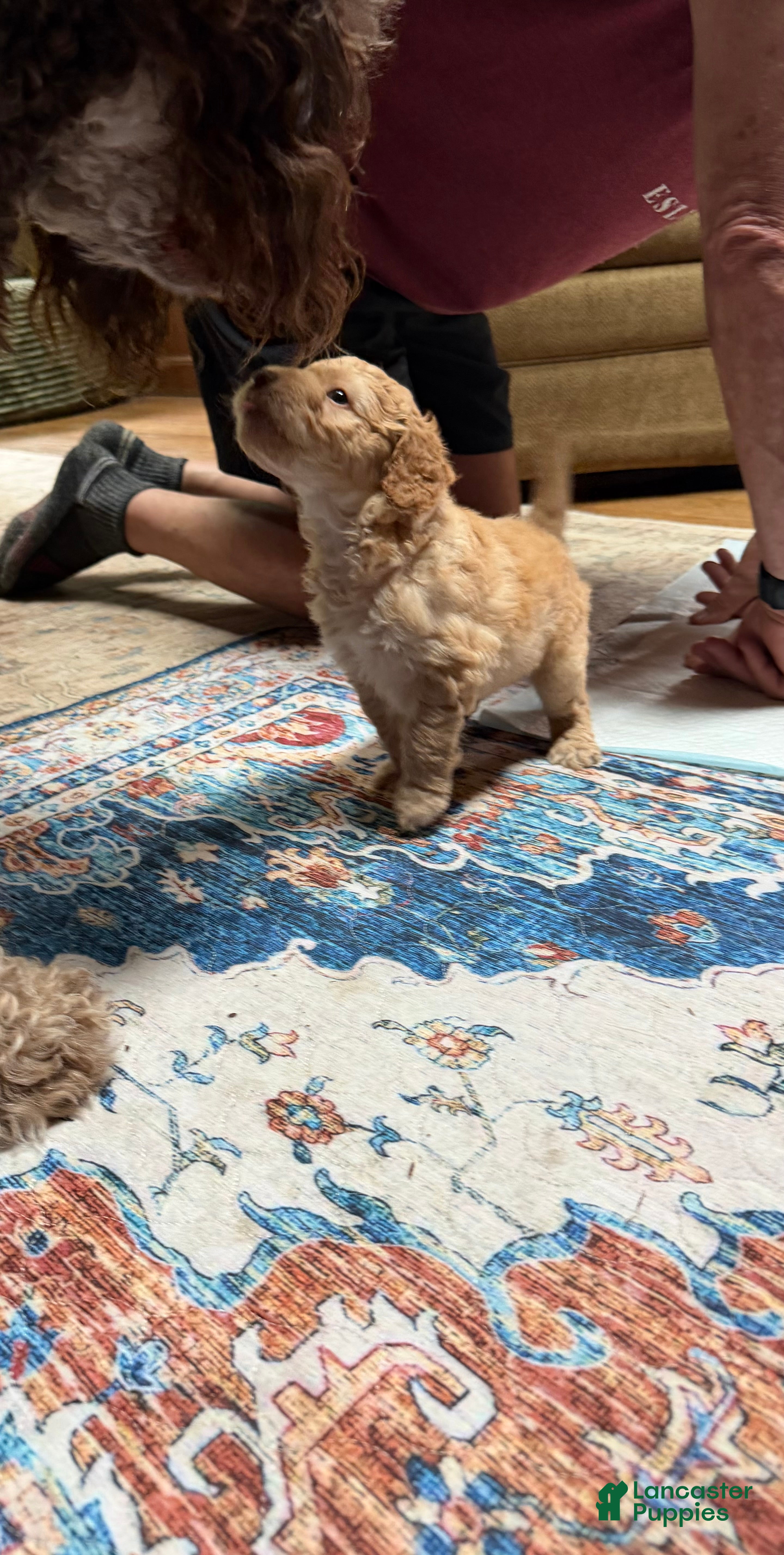 Aussiedoodle dogs Charlie - Ad 2