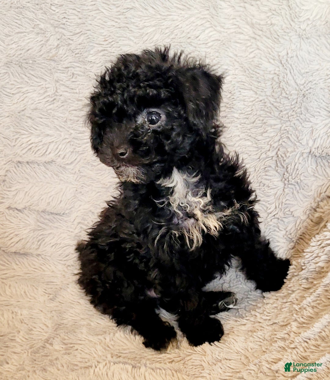 Miniature Poodle dogs for sale: Pepper  - Ad 1