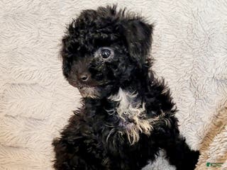 Miniature Poodle dogs Pepper - Ad 4