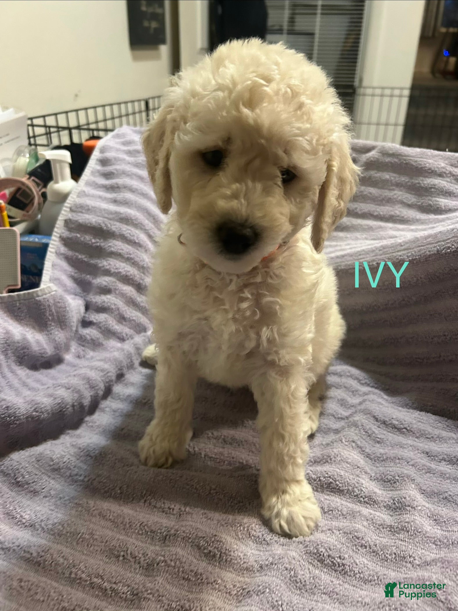 Goldendoodle dogs Ivy Hot Pink Female Goldendoodle  - Ad 9