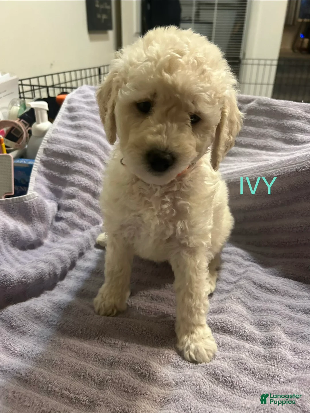 Goldendoodle dogs for sale: Ivy Purple Female Goldendoodle  - Ad 2