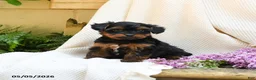 Yorkshire Terrier dogs for sale: Trew - Ad 5