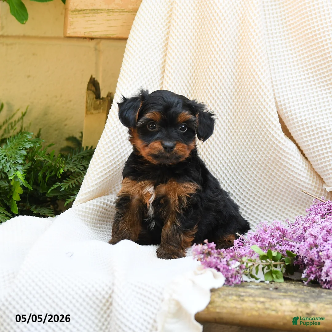 Yorkshire Terrier dogs for sale: Trew - Ad 5