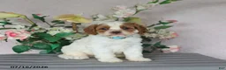 Cavapoo dogs for sale: Marlow - Ad 5