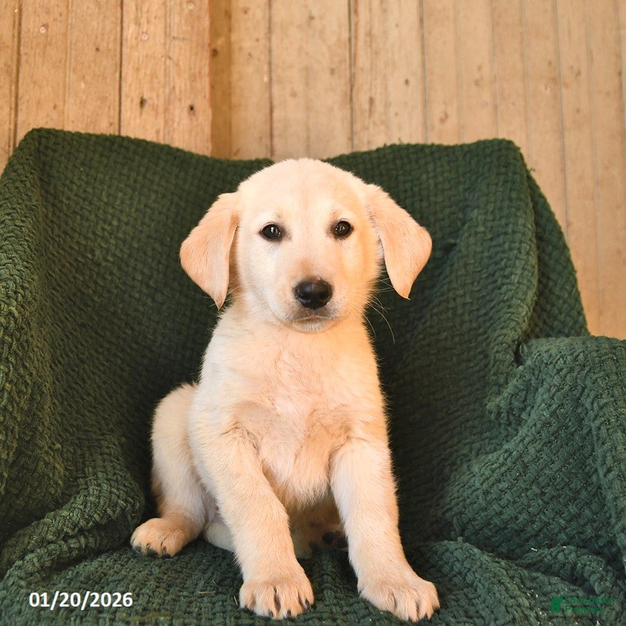 Mixed Breed dogs Charlie  - Ad 38