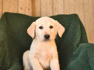 Mixed Breed dogs Charlie - Ad 9