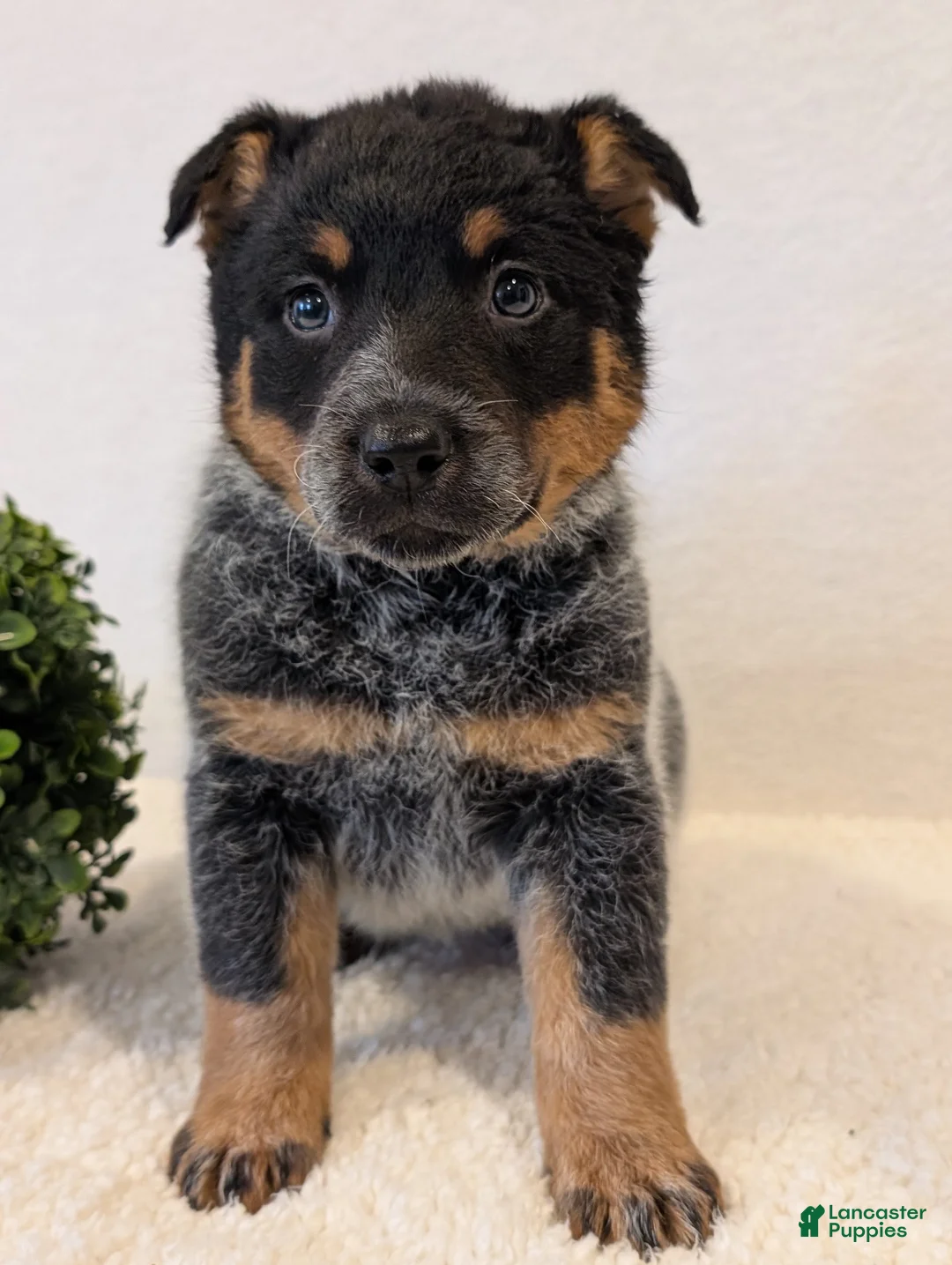 Australian Cattle Dog dogs for sale: Rosa - Ad 2