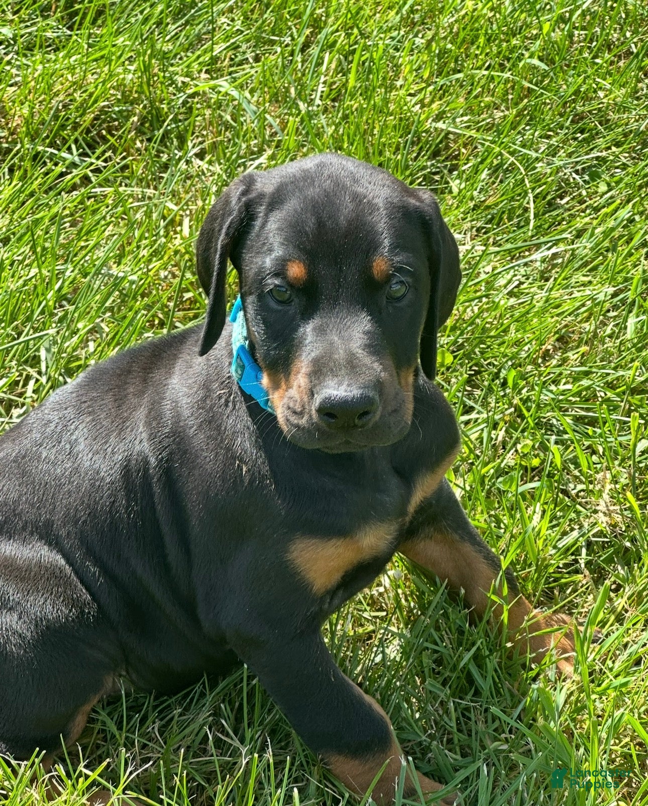 Doberman Pinscher dogs Doberman Pinscher 5 - Ad 26