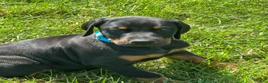 Doberman Pinscher 5