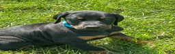 Doberman Pinscher dogs for sale: Doberman Pinscher 5 - Ad 1