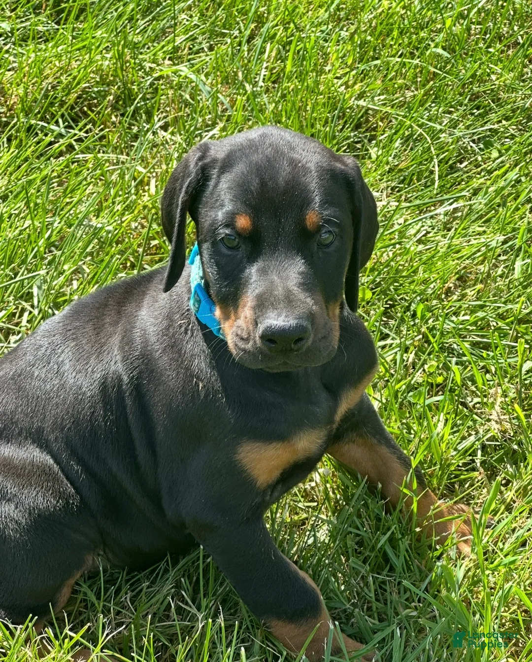 Doberman Pinscher dogs for sale: Doberman Pinscher 5 - Ad 1