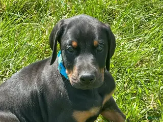 Doberman Pinscher dogs Doberman Pinscher 5 - Ad 31