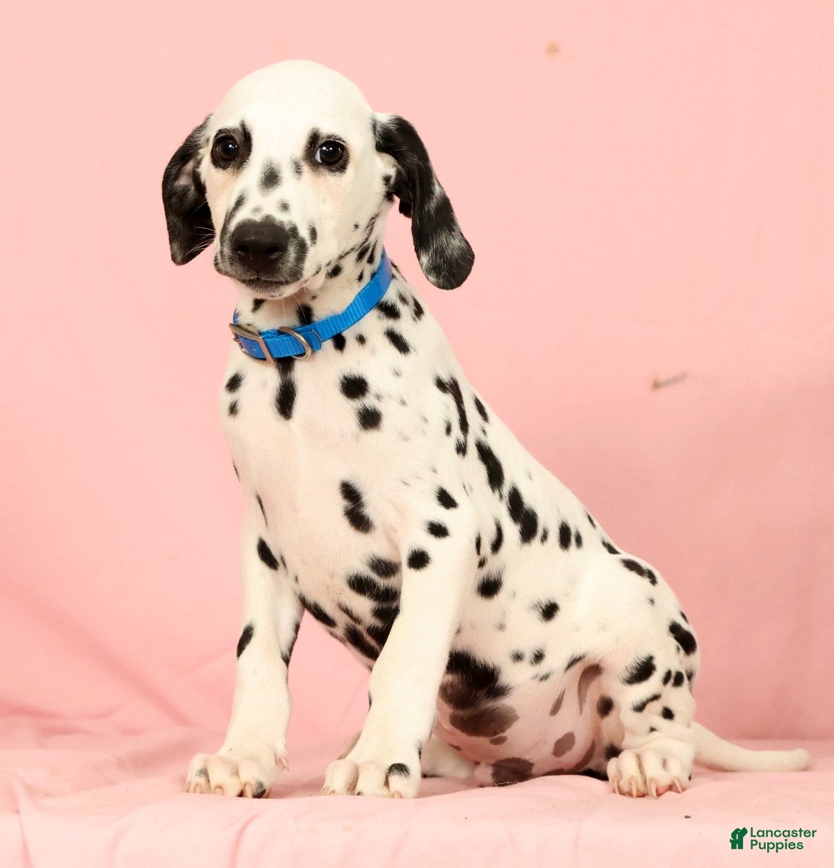 Dalmatian dogs Keno - Ad 2