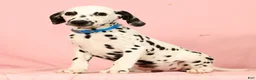 Dalmatian dogs for sale: Keno - Ad 2