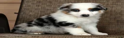 Miniature Australian Shepherd dogs for sale: Stormy - Ad 8
