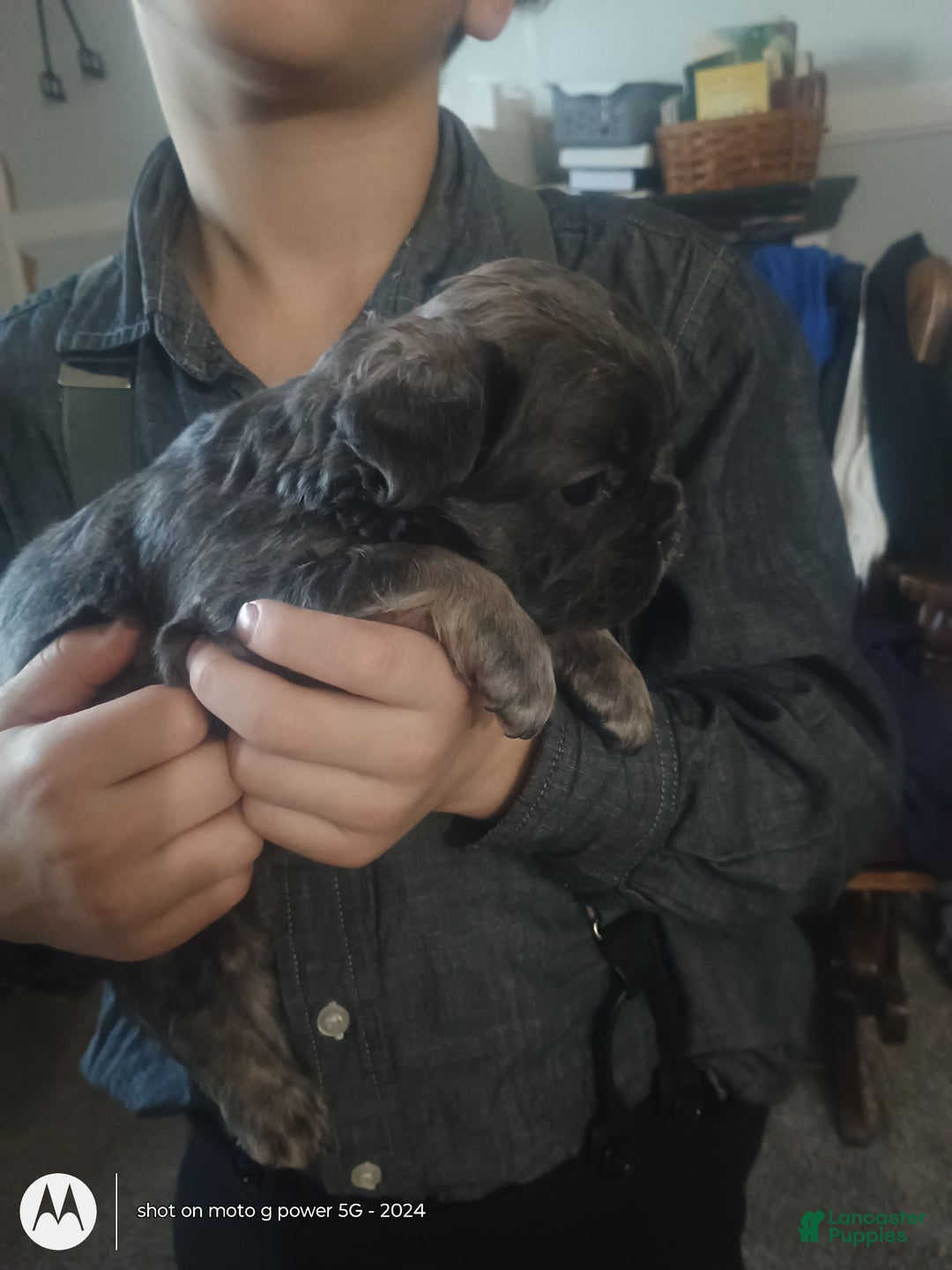 French Bulldog dogs for sale: Fluffy Bluey - Ad 5