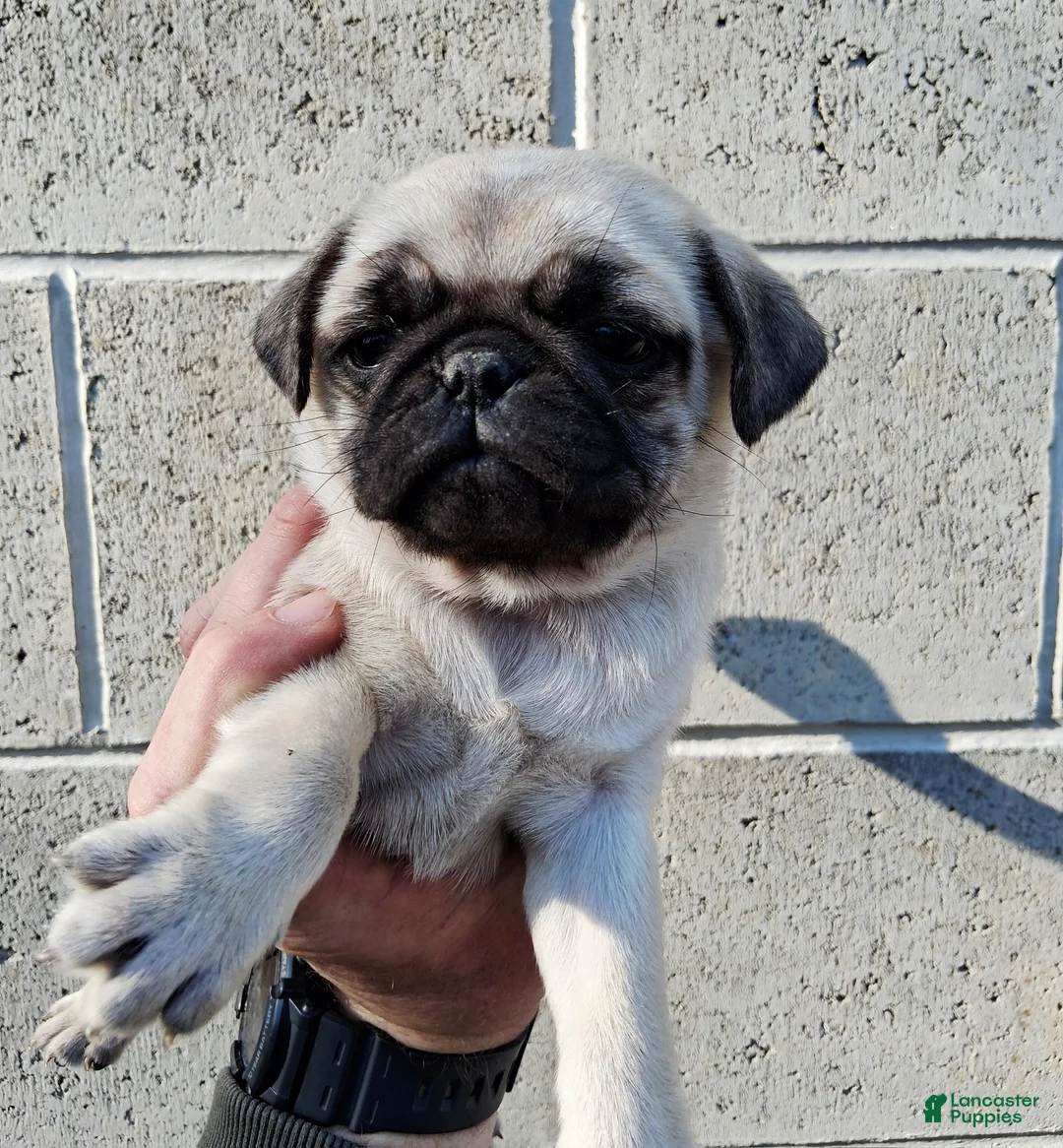 Pug dogs for sale: Darla - Ad 1