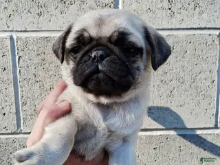 Pug dogs for sale: Darla - Ad 2