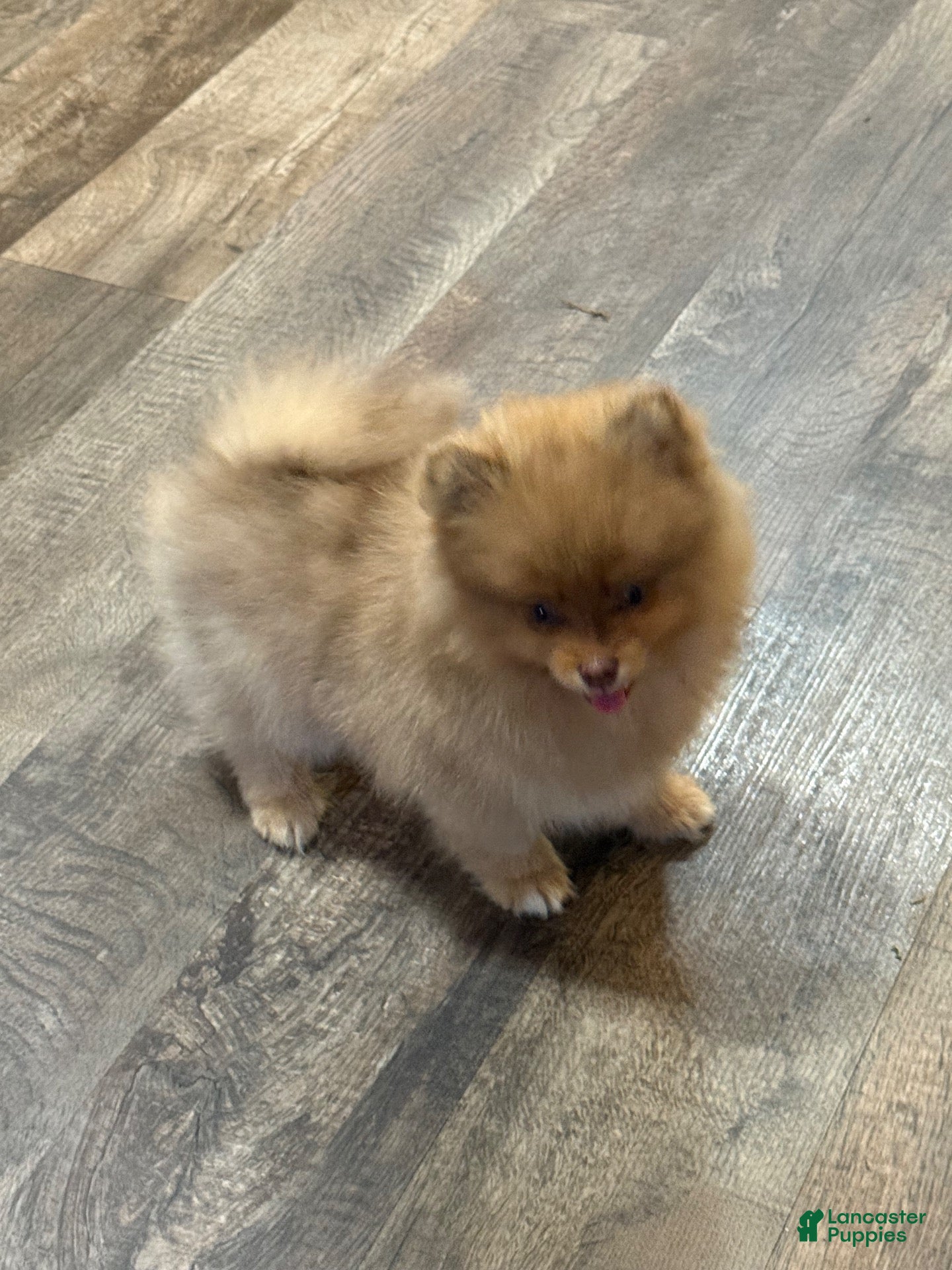 Pomeranian dogs #2 Dexter  - Ad 16