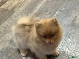Pomeranian dogs #2 Dexter - Ad 16
