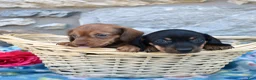 Miniature Dachshund dogs for sale: Luna - Ad 7