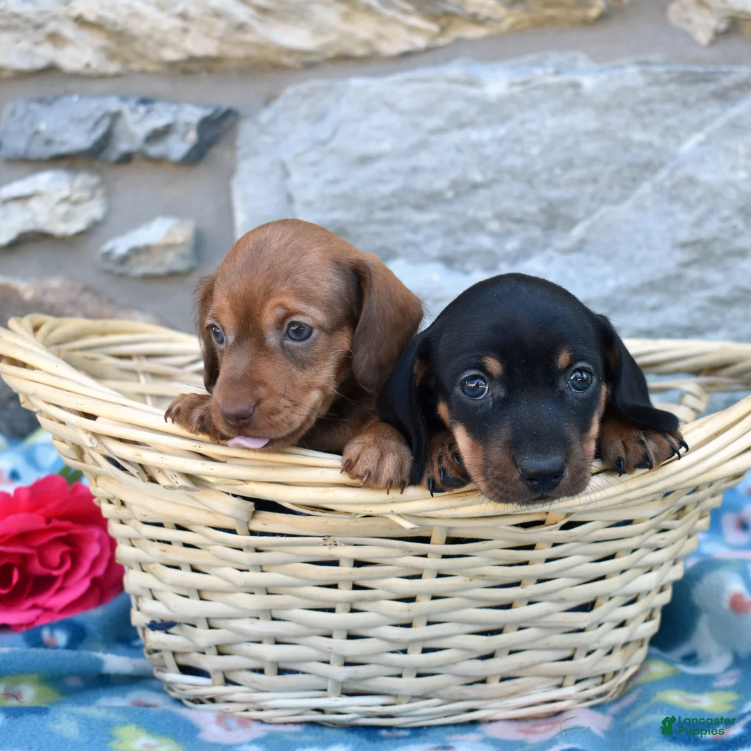 Miniature Dachshund dogs for sale: Luna - Ad 7