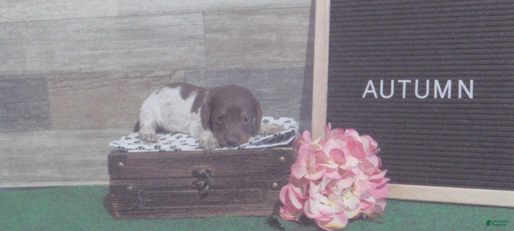Dachshund